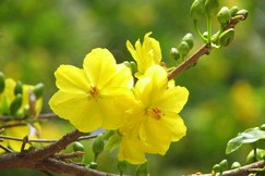 Một cành mai