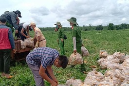 Phật giáo Đắk Nông hỗ trợ thêm 82 tấn rau củ quả đến bà con TP.HCM