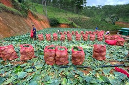 Những cánh đồng rau được chuẩn bị chuyển đến với vùng dịch bệnh TP.HCM
