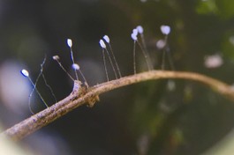 Một hiện tượng được một số người đồn thổi là... "hoa ưu đàm" 3,000 năm nở một lần nhưng lại có ở nhiều nơi