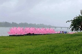 Hoa sen được tập kết ở bờ Nam sông Hương - Ảnh: HVPGVN tại Huế