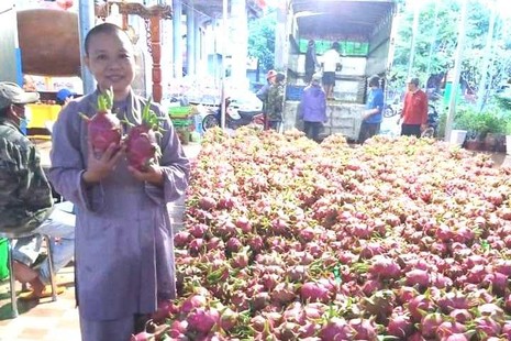 Chùa Phước Minh ủng hộ 30 tấn thanh long, rau củ đến bà con khu cách ly TP.HCM