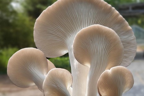 Cung cấp nấm bào ngư xám tươi trong lúc giãn cách xã hội