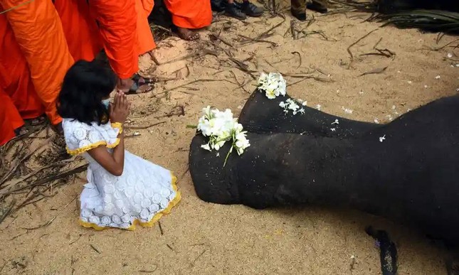Sri Lanka: Tổ chức quốc tang cho voi thiêng rước xá-lợi răng Phật ảnh 3
