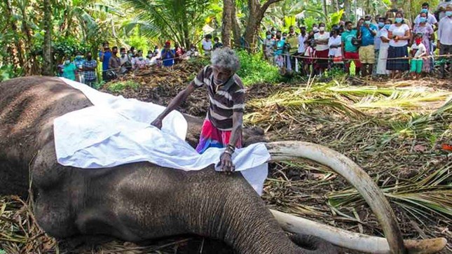 Sri Lanka: Tổ chức quốc tang cho voi thiêng rước xá-lợi răng Phật ảnh 2