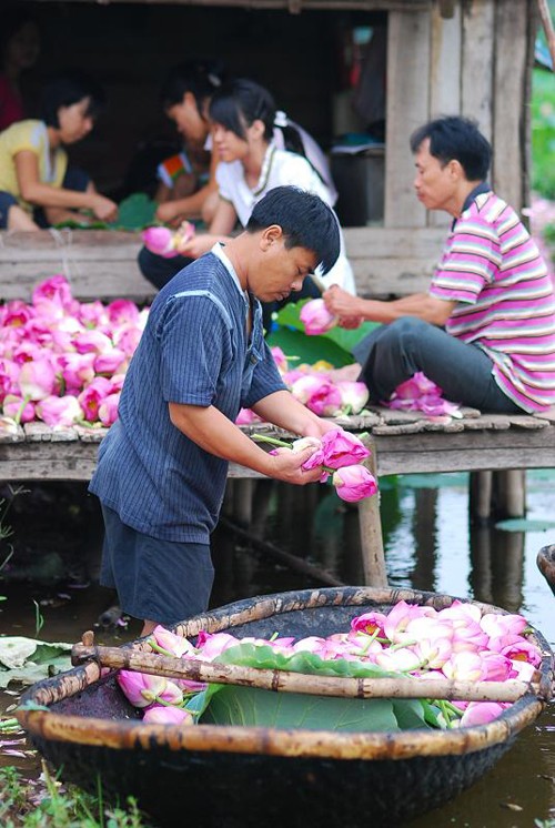 Thanh cao mùa sen Hà Thành ảnh 4