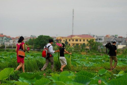 Thanh cao mùa sen Hà Thành ảnh 3