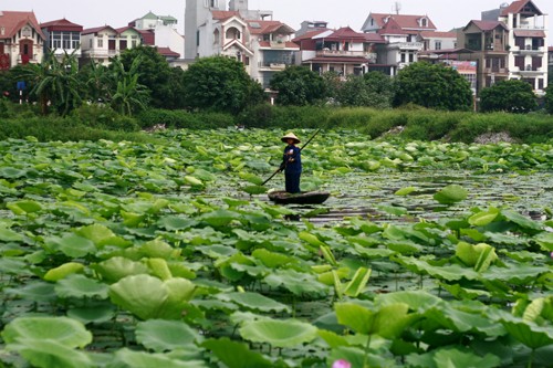 Thanh cao mùa sen Hà Thành ảnh 11