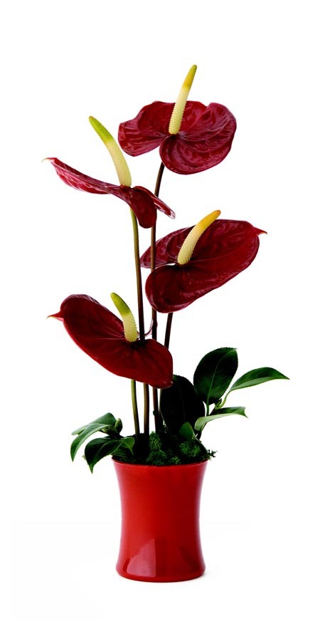 Hoa đẹp ngày Tết ảnh 8