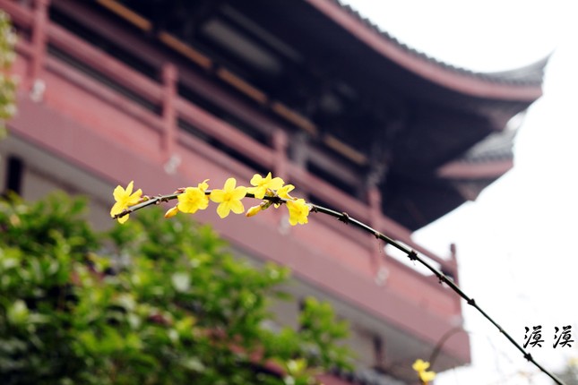 Ngắm hoa đào Hàng Châu bung nở ngày cuối xuân ảnh 6
