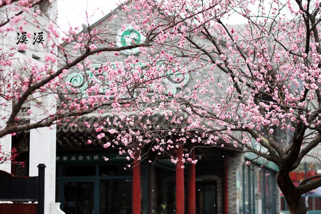 Ngắm hoa đào Hàng Châu bung nở ngày cuối xuân ảnh 2