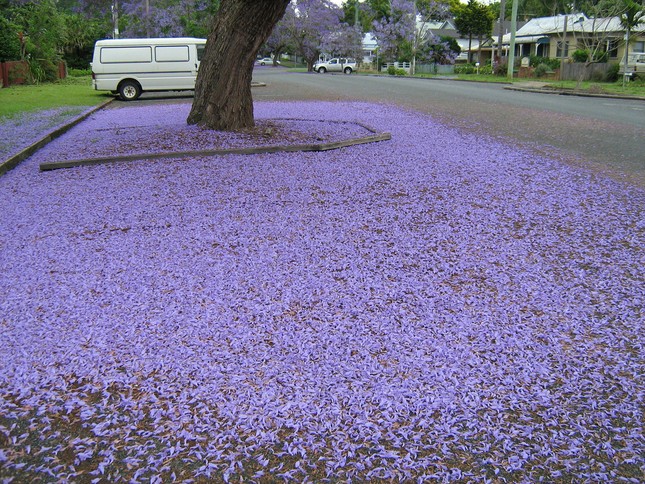 Jacaranda một trời hoa tím ảnh 10