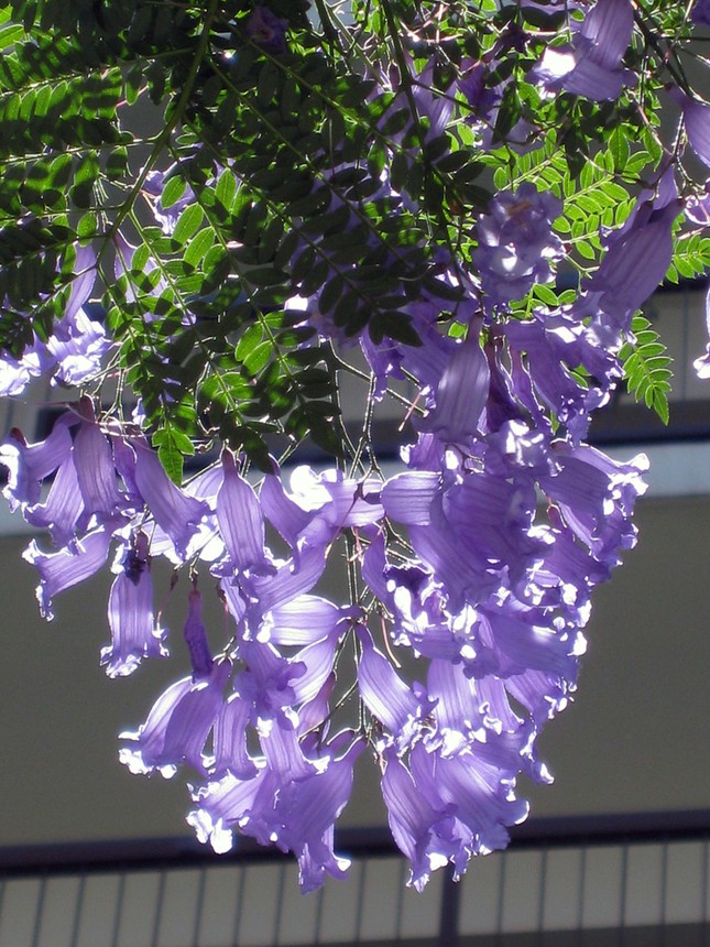 Jacaranda một trời hoa tím ảnh 8