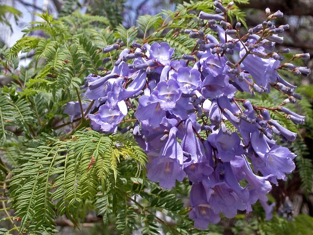 Jacaranda một trời hoa tím ảnh 9