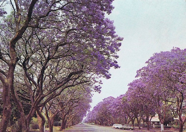 Jacaranda một trời hoa tím ảnh 6