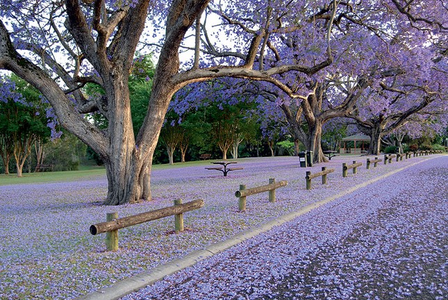 Jacaranda một trời hoa tím ảnh 4
