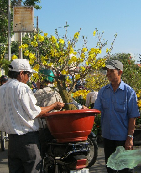 Đường đầy hoa, sông ngập hoa ảnh 13