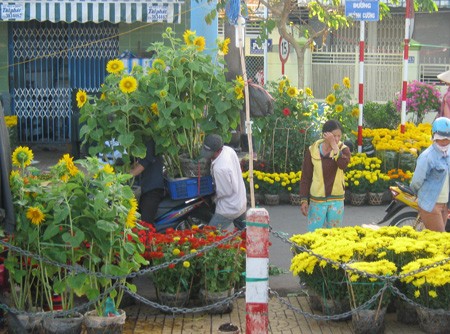 Đường đầy hoa, sông ngập hoa ảnh 6