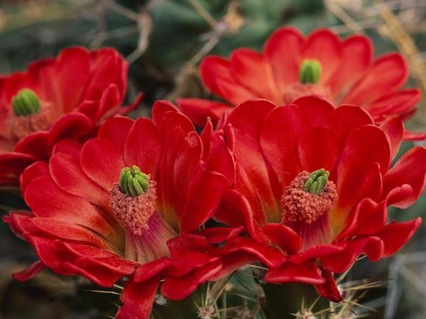 Chùm ảnh: Năm Rồng, ngắm hoa xương rồng ảnh 2