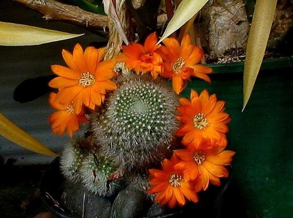 Chùm ảnh: Năm Rồng, ngắm hoa xương rồng ảnh 3