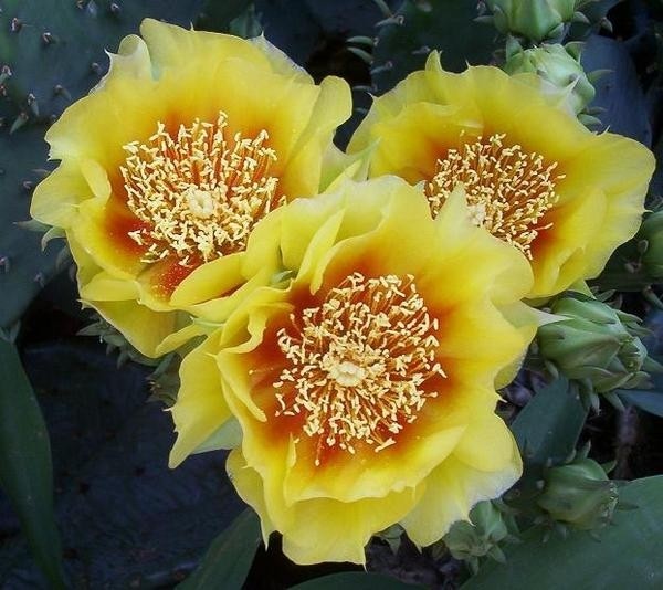 Chùm ảnh: Năm Rồng, ngắm hoa xương rồng ảnh 8