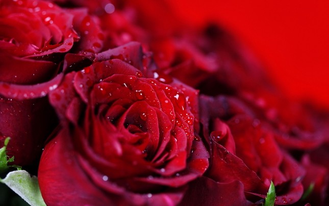 Rose-6.jpg