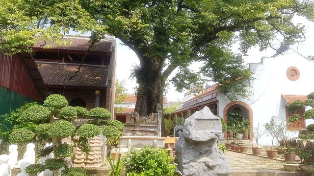 cay-di-san-10-1570411274238_jpg.jpg