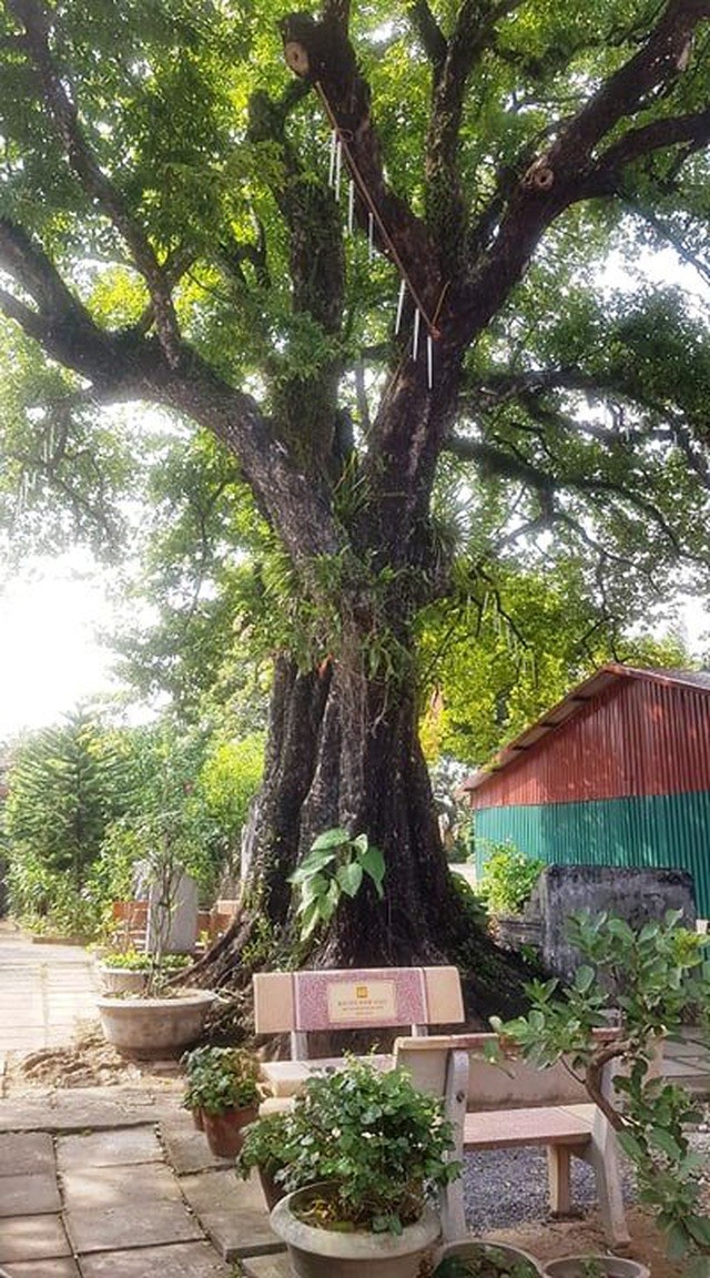 cay-di-san-14-1570411273458_jpg.jpg