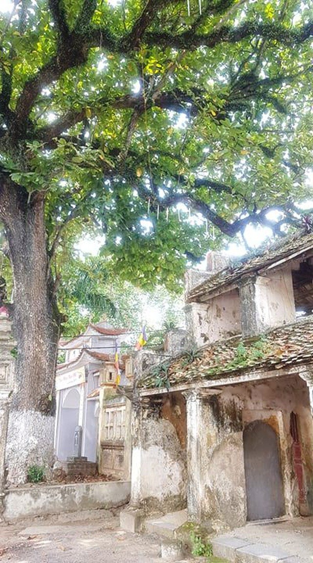 cay-di-san-17-1570411273491_jpg.jpg