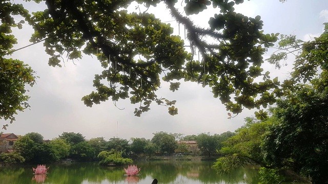 cay-di-san-8-1570411274017_jpg.jpg