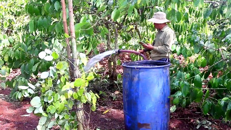 Người trồng cà phê ở Tây Nguyên phải túc trực để tưới cà phê