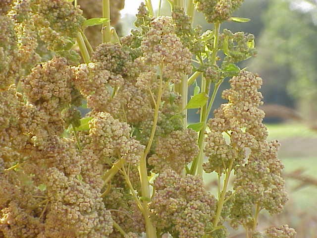 Hạt quinoa (tiếng Việt gọi là hạt diêm mạch)